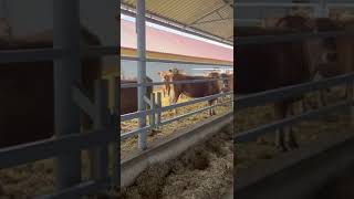 Export livestock 998917703399 cow livestock farming agro agrolife [upl. by Bowen]