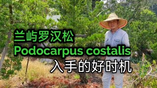 入手“蘭嶼羅漢松quot的好時機A good time to start Podocarpus Costalis [upl. by Ihculo532]