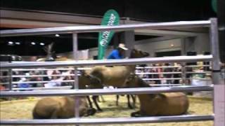 Guy McLean liberty training at WEG 2010 PART 2 [upl. by Ronnholm]