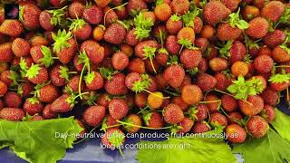 The Ultimate Guide to Growing Strawberries and Enjoying Their Delicious Benefits [upl. by Nyladnor]