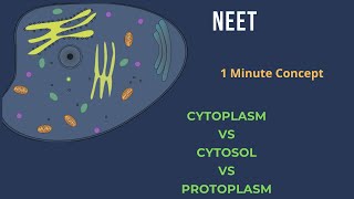 Cytosol vs Cytoplasm vs Protoplasm [upl. by Zevahc]