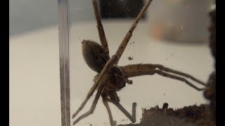 Giant Huntsman Spider Sparassidae [upl. by Blakeley]