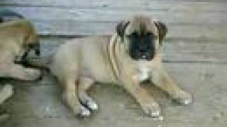 Bullmastiff puppies [upl. by Ahsinauq]