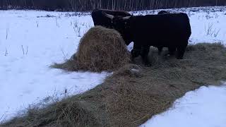 Der erste Rundballen diesen Winter [upl. by Dunstan452]