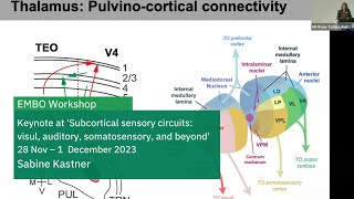 EMBO Workshop Subcortical sensory circuits visual auditory somatosensory and beyond [upl. by Rayle253]