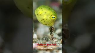 Natures Beauty  Yellow Boxfish [upl. by Noland845]