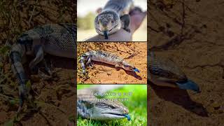 Blue Tongued Skink  Fierce and Friendly Creature shorts animals [upl. by Erny886]