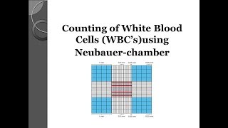 White blood cell WBCs count using Neubauer chamber 💉 [upl. by Aelahs]