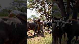 Giant python with herd of wild buffalo RareAnimals youtubeshorts snake pythonsnake animals [upl. by Skye]