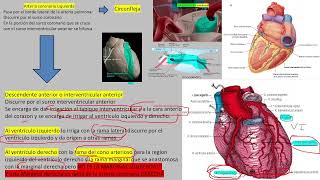circulacion coronaria [upl. by Peatroy2]