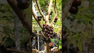 Jaboticaba Red Hybrid [upl. by Lynch81]