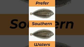 Where To Catch Dover Sole In The UK And Europe seafishinguk [upl. by Ahsinrad]