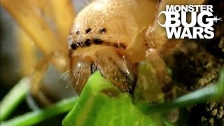 Badge Huntsman Spider Vs Spider Hunting Scorpion  MONSTER BUG WARS [upl. by Bullion]