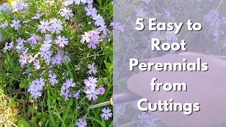 5 Easy to Root Perennials from Cuttings Salvia Catmint Phlox Monarda Lemon balm [upl. by Antin]