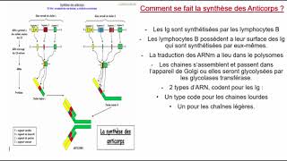 Immunologie Cours [upl. by Adnaram]