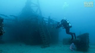 Artificial Reefs Shipwrecks become homes for fish [upl. by Nnayar]