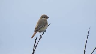 Daurische KlauwierDaurian Shrike NHDuinreservaat Heemskerk The Netherlands 30102024 [upl. by Kaye771]