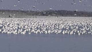 Snow Geese Cloud [upl. by Bing]