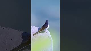 motacilla edit birds motacillaalba wildlifephotography youtubeshorts wildlifesanjay [upl. by Fatsug157]