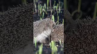 Please💘❤️ natgeo funnyanimals hadgehog [upl. by Kalagher]