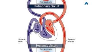 Basic Revision of the Cardiovascular System [upl. by Gnilhsa]