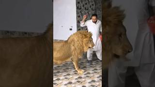 love music song lion tiger animals pets remix edm neng shotsviralshorts trendingshorts [upl. by Ivana]