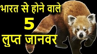 भारत से होने वाले 5 लुप्त जानवर  Top 5 Endangered species of india I lupt janwar I Indian Animals [upl. by Asela337]