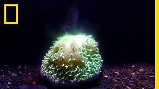 First Ever Footage Watch Coral Bleaching Happen Before Your Eyes  National Geographic [upl. by Ierna]