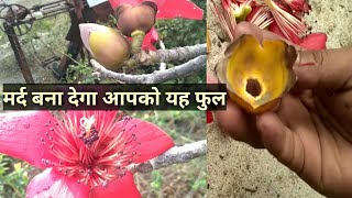 semar ka phool । सेमर फुल से मर्दाना ताकत की दवा । सेमर के ईस फूल के अद्भुत फायदे ।। [upl. by Eustache470]