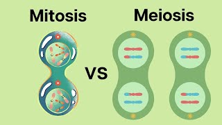 Mitosis and meiosis  Quiz 1 [upl. by Urbannai397]