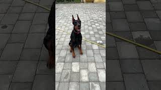 Diva doberman dobermantraining puppy dobermans dobermanplanet [upl. by Acilegna359]