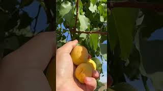 Apricot fruit 🍑🍊🍋🥭🍆🍓🍇🥥🫐Farm fresh farmer apricots shorts [upl. by Mallin]