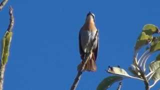 Cape Robin Chat  Filmed by Greg Morgan [upl. by Laroc]