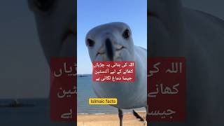 Seagull ka Anokha Shikaar  Allah Ki Di Hui Samajh  Seagull Ka Anokha Shikaar Ka Tareeqa  short [upl. by Eram]