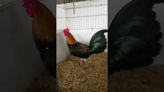 Un pollo gallino de buena descendencia entrando en arreglo 🔥🔥 [upl. by Mauldon181]