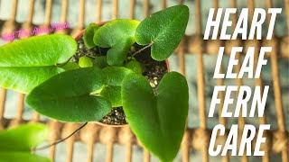 Heart Leaf Fern Hemionitis Arifolia Plant Care Guide For Beginners [upl. by Sandy386]