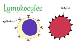 Cell Defence Lymphocytes and Phagocytes [upl. by Froehlich]