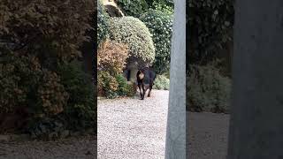 Walking like a model rottweiler dog youtubeshorts viral asmr [upl. by Nosnevets280]