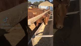 Feedlot Cattle Eating [upl. by Ecnerrat]