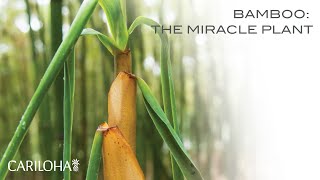 Bamboo The Miracle Plant [upl. by Leidag627]