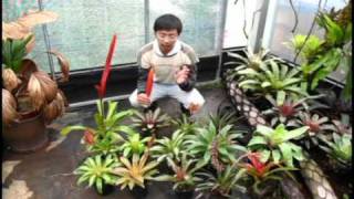 自由之森 Free Forest 鶯歌鳳梨介紹bromeliadsvrieseas introduction [upl. by Amir]