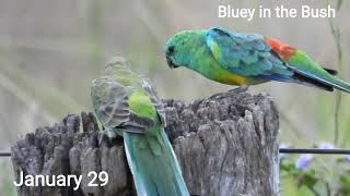 Red rumped parrot bluey in the Bush [upl. by Euqinahs]