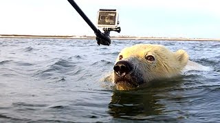 Inuit filmt ertrinkenden Eisbär und handelt schlagartig [upl. by Fagen992]