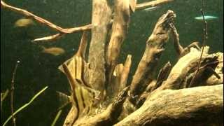 Amazon Biotope Aquarium [upl. by Eilram]