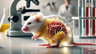 Scientists Turn Mice’s Skin Transparent Using a Simple Food Dyescience discovery innovation [upl. by Vander]