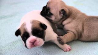 Französische Bulldoggen Welpen  2te Woсhe  French Bulldog Puppies two Week  щенки бульдога [upl. by Elsie933]