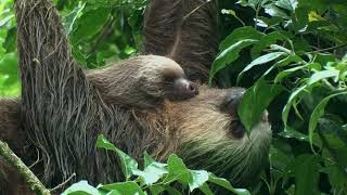 The TwoToed Sloth of Costa Rica [upl. by Cliffes88]