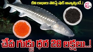 చేప గుడ్డు ధర 28 లక్షలు దీని లాభాలు తెలిస్తే షాక్ అవ్వాల్సిందే  Caviar Fish Eggs [upl. by Gigi]