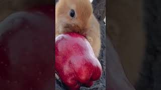 Cute bigfaced bunny loves fruits Bunny Cute little garden petcute rabbit funnyvideo pets [upl. by Jaenicke]