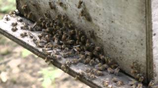 Ee Feng Gu Honey Bee Farm at Cameron Highlands [upl. by Bate]